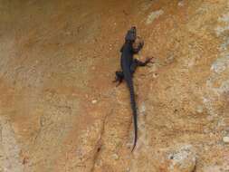 Image of False girdled lizards