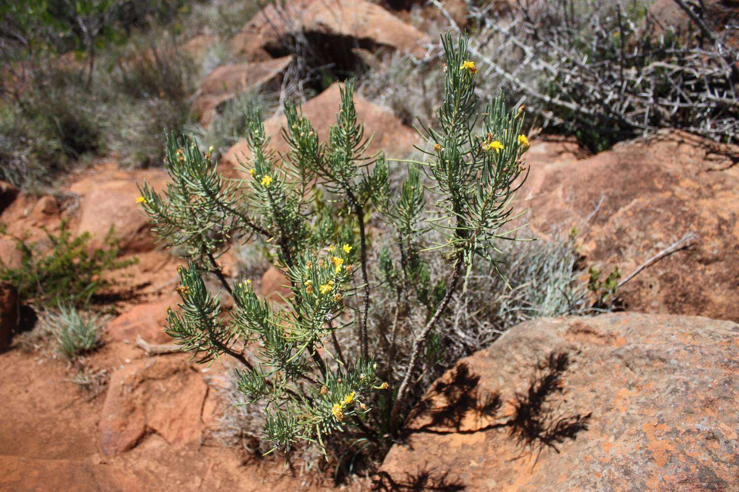 Image of Euryops spathaceus DC.