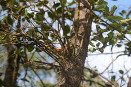 Image of Dendrobium herbaceum Lindl.