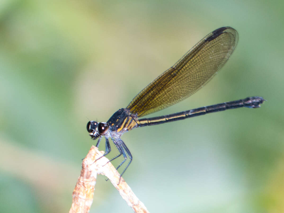 Image of Euphaea masoni Selys 1879