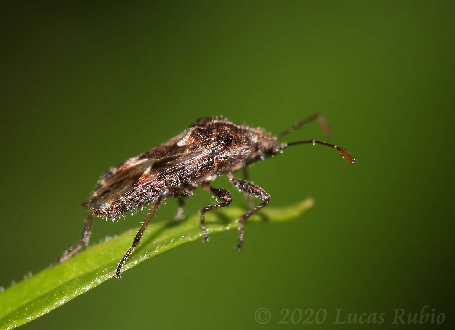 Image of Neortholomus gibbifer (Berg & C. 1892)