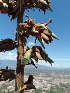 Imagem de Puya bicolor Mez