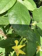 Image of Mandevilla subsagittata (Ruiz & Pav.) R. E. Woodson