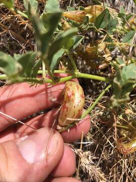 Imagem de Astragalus iodanthus S. Wats.