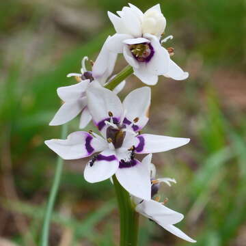 Sivun Wurmbea dioica subsp. dioica kuva