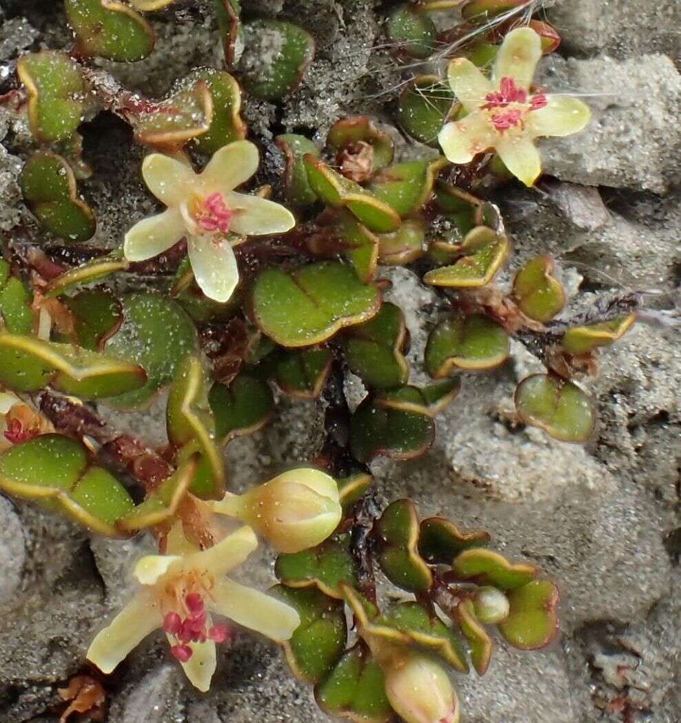 Image of sprawling wirevine