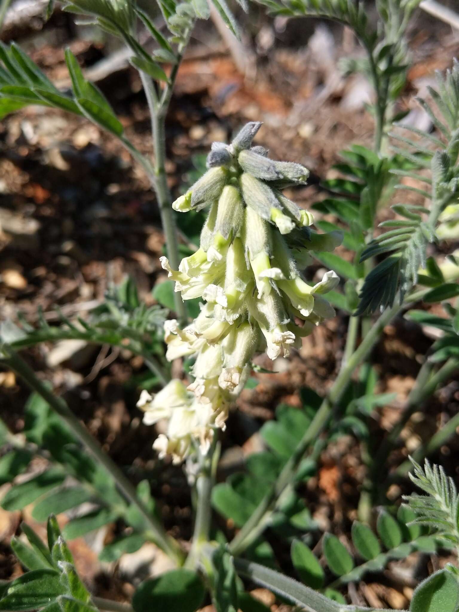 Слика од Sophora leachiana M. Peck