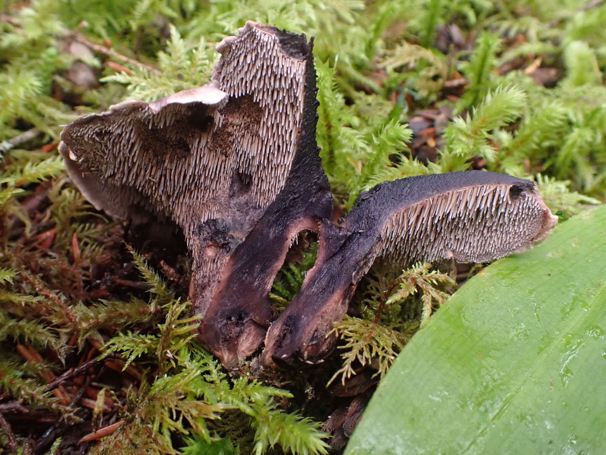 Image of <i>Hydnellum fuscoindicum</i>