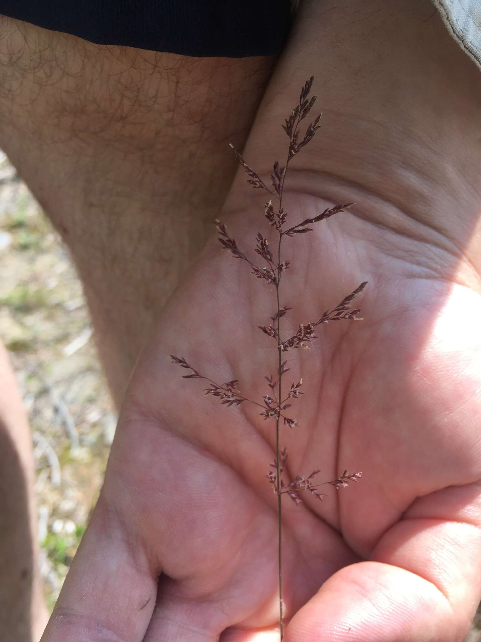 Imagem de Agrostis gigantea Roth