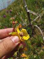 Image of Verbascum spectabile Bieb.