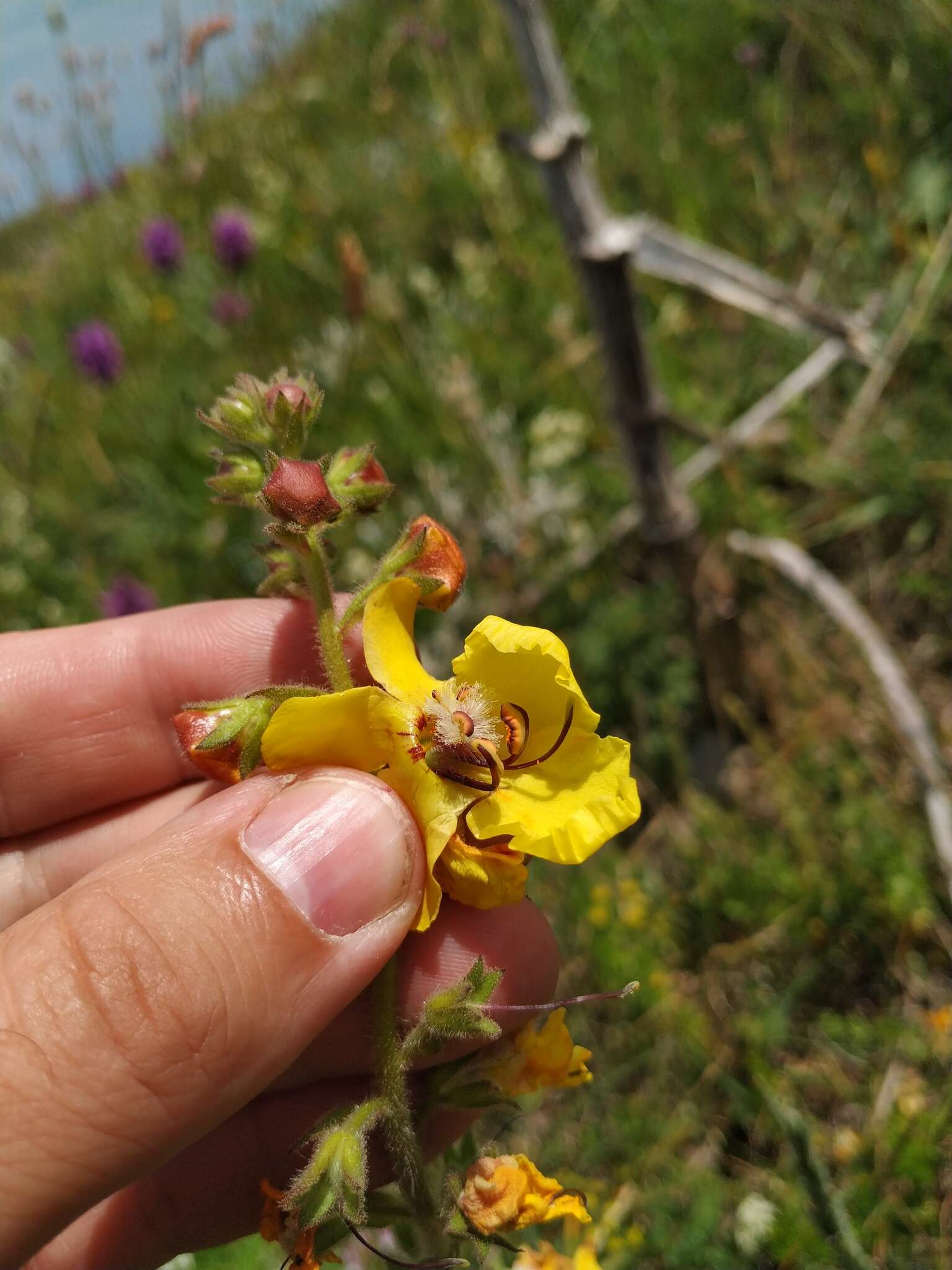 Image of Verbascum spectabile Bieb.