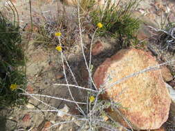 Image of Helichrysum rutilans (L.) D. Don