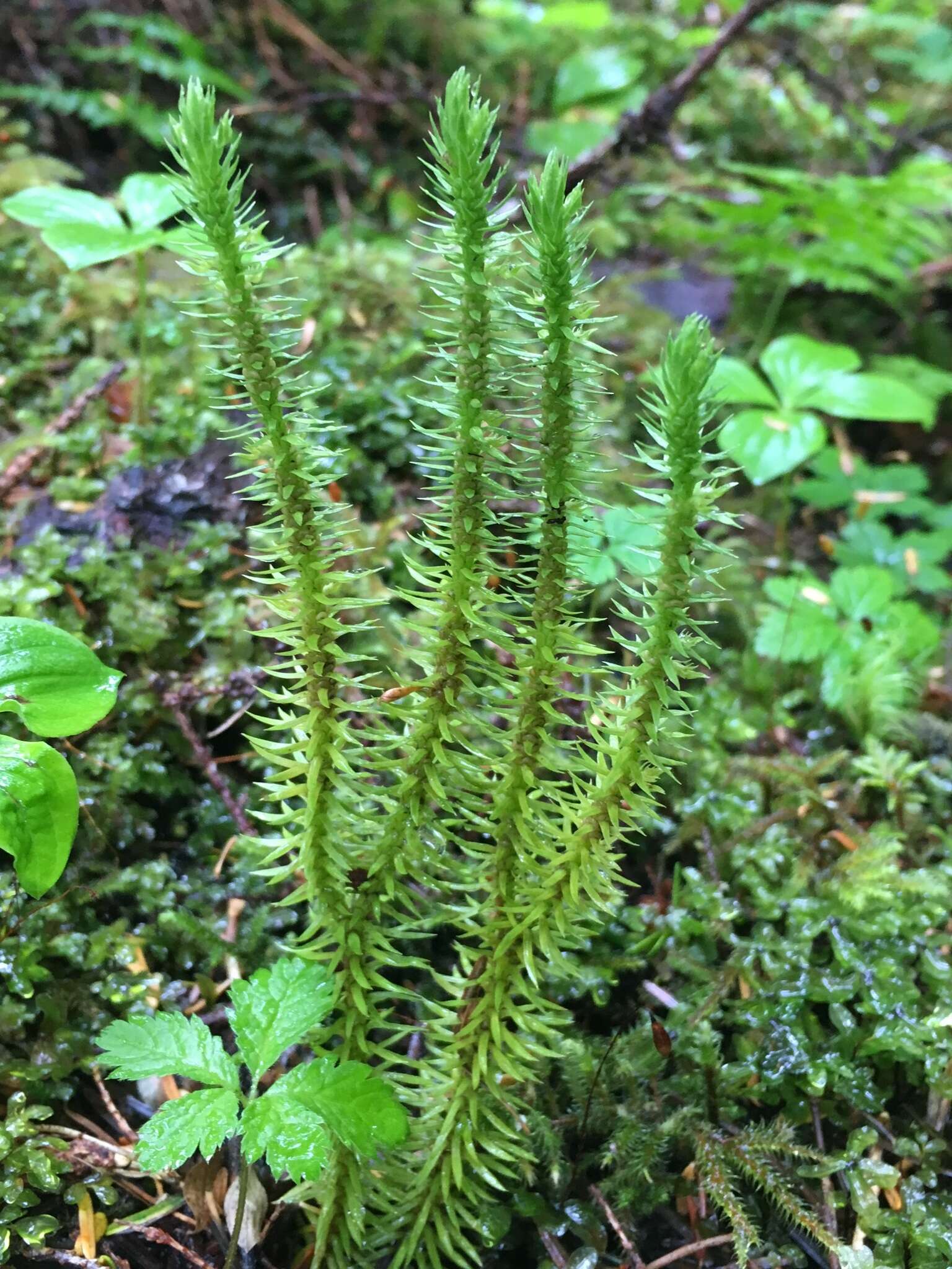 Image of Miyoshi's clubmoss