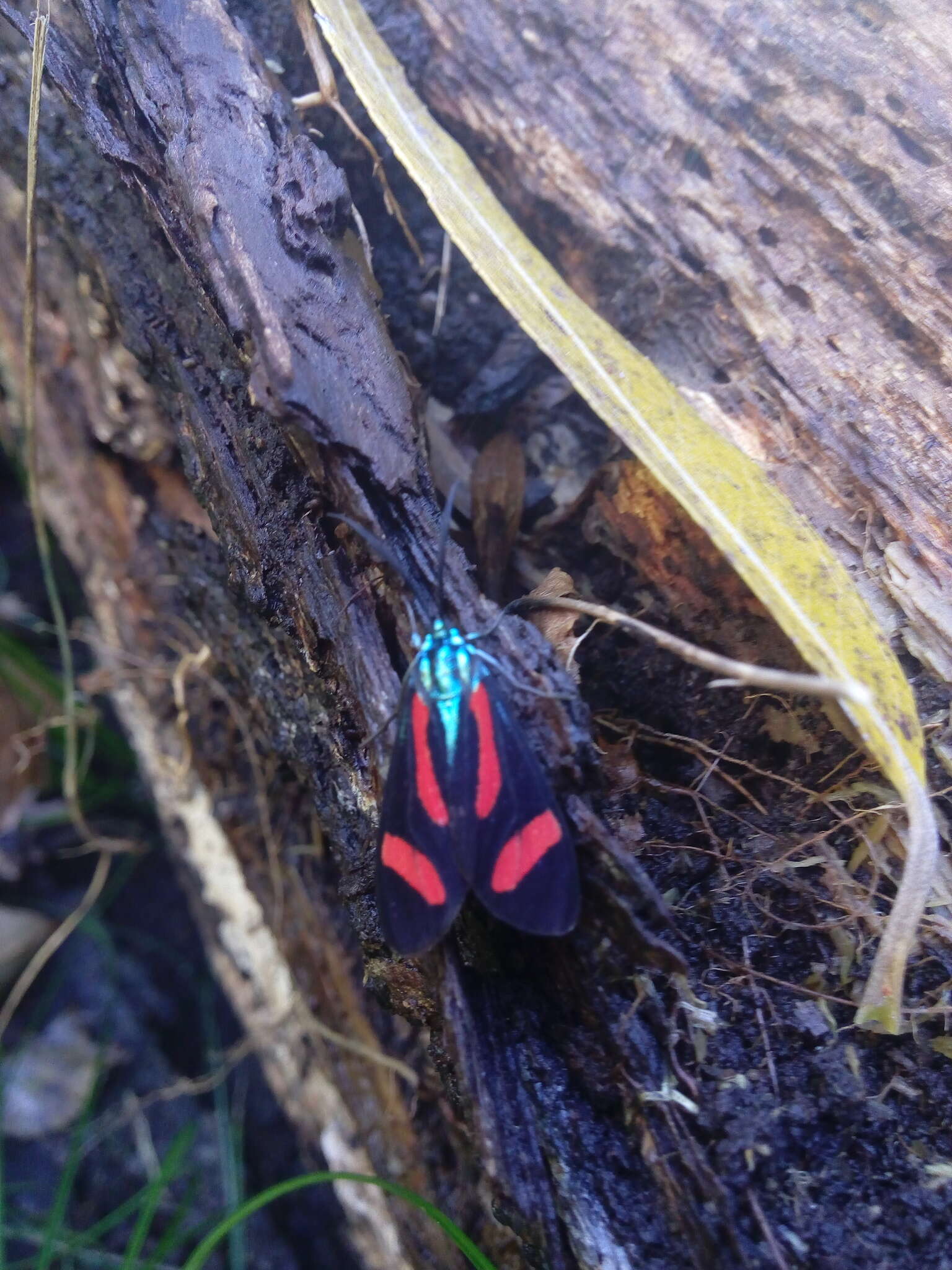 Image of Cyanopepla jucunda Walker 1854