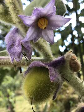 Image of Solanum vestissimum Dun.