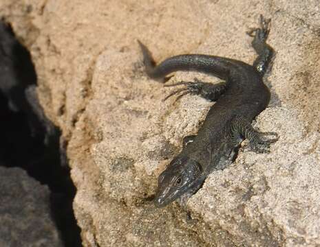 Image of Lilford's Wall Lizard