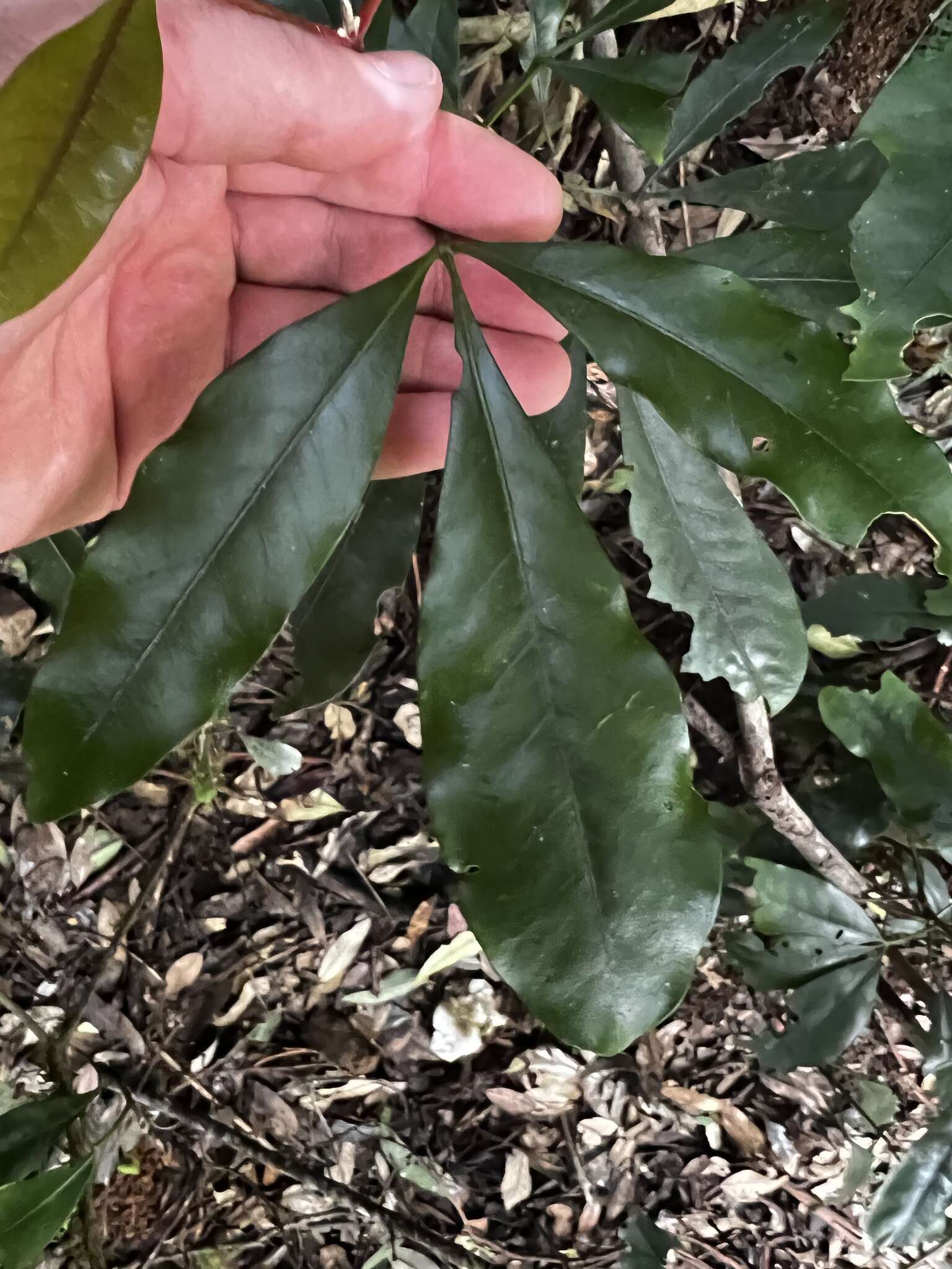 Image of Acradenia euodiiformis (F. Müll.) T. G. Hartley