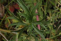 Image of Delphinium laxiflorum DC.