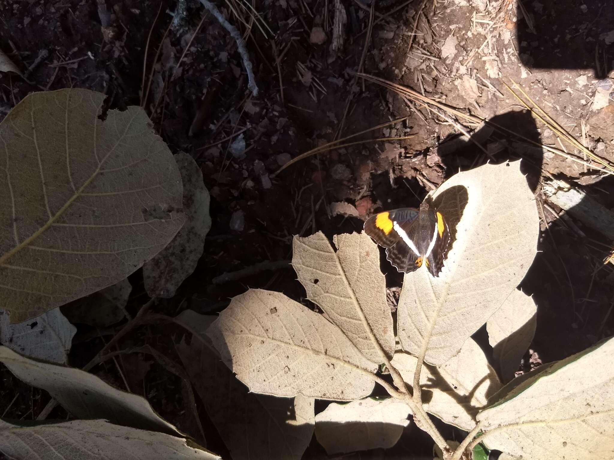 Image of Adelpha donysa