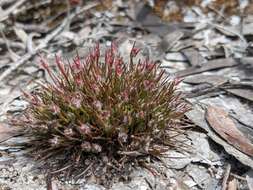 Image of Centrolepis fascicularis Labill.