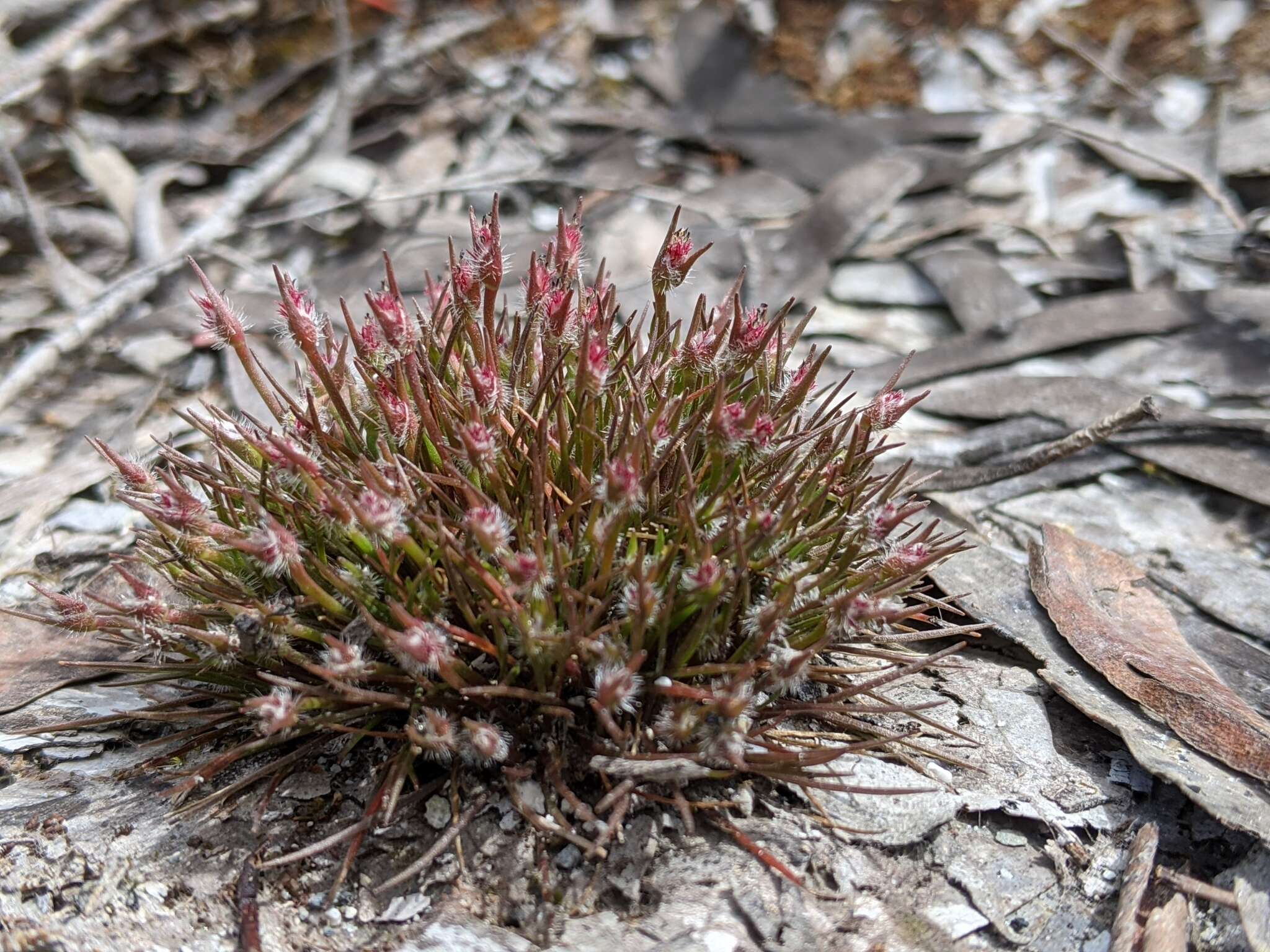 Image of Centrolepis fascicularis Labill.