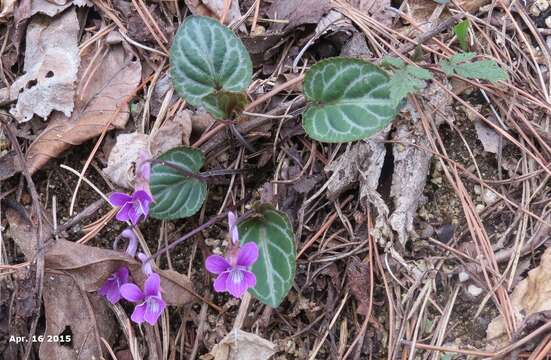 Imagem de Viola variegata Fisch. ex Link