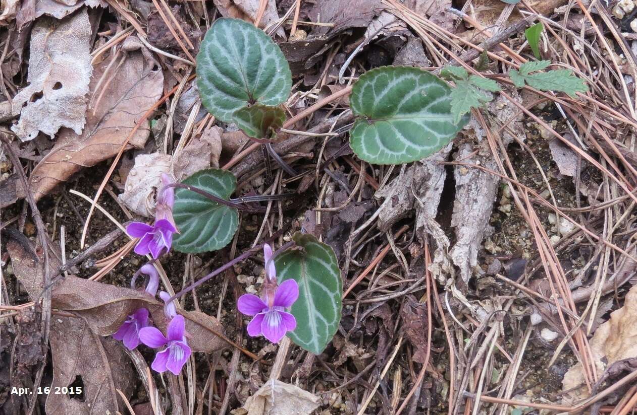 Sivun Viola variegata Fisch. ex Link kuva