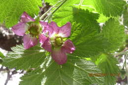 Слика од Rubus hawaiensis A. Gray