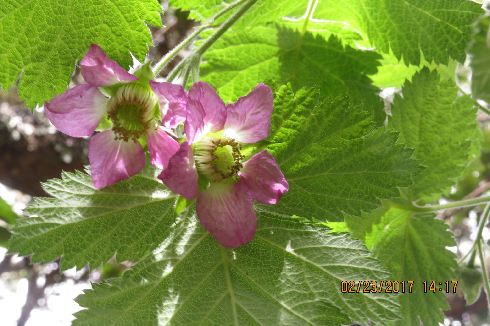 Слика од Rubus hawaiensis A. Gray