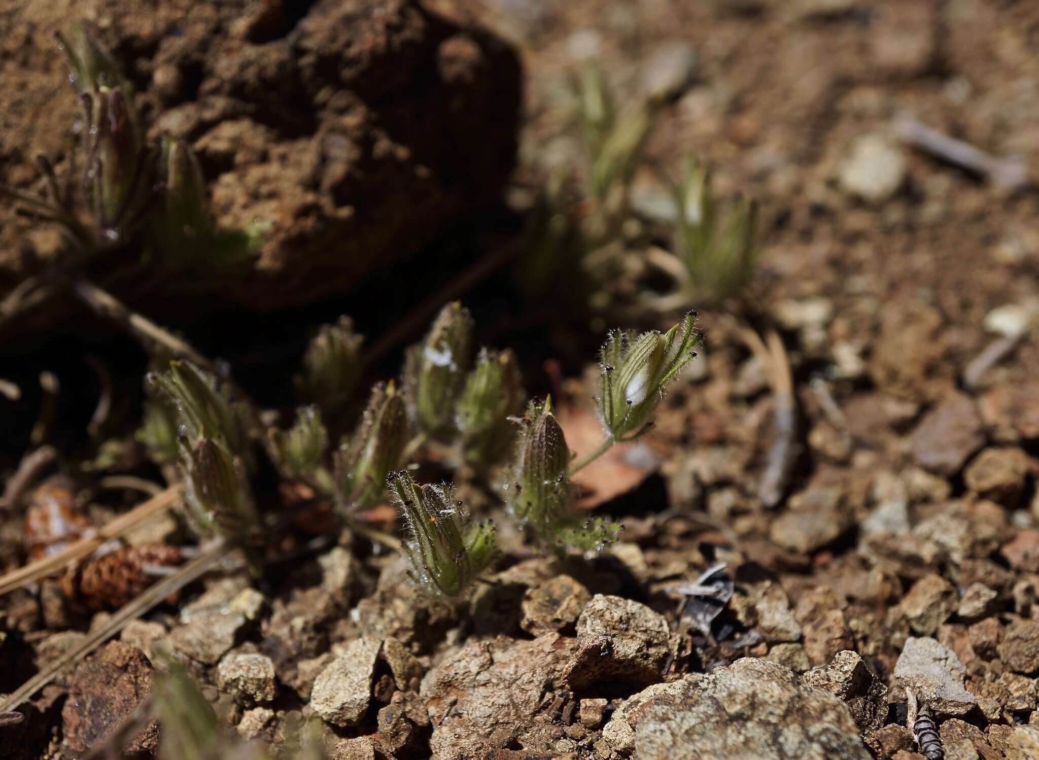 Image of Mt. Diablo bird's-beak