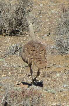 Imagem de Eupodotis vigorsii namaqua (Roberts 1932)