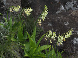 Image of Ornithogalum regale (Hilliard & B. L. Burtt) J. C. Manning & Goldblatt