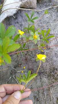 Image of creeping cinquefoil