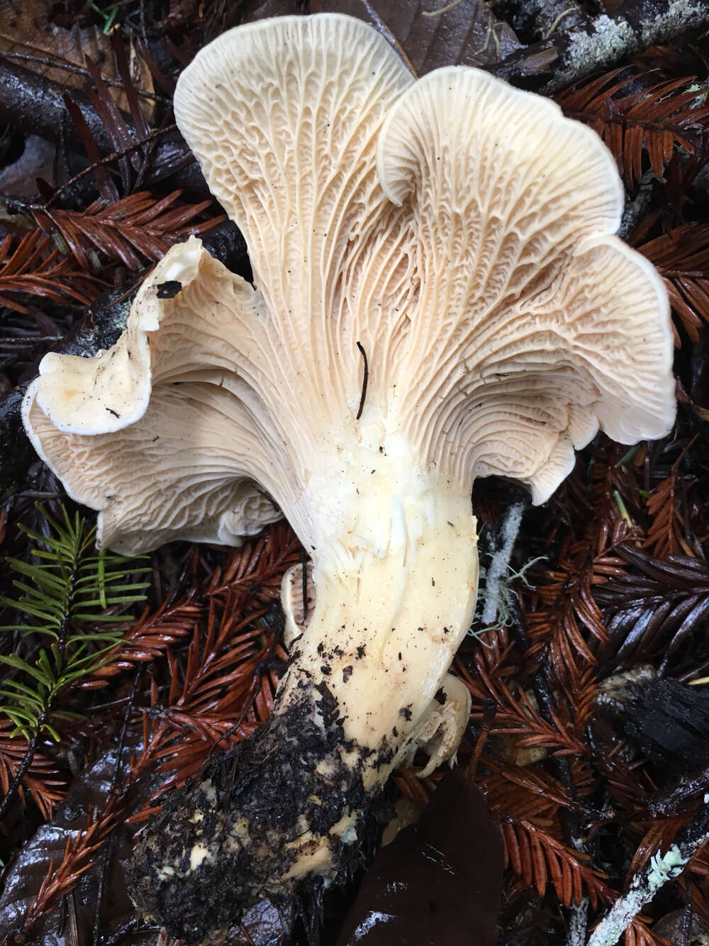 Image of Cantharellus subalbidus A. H. Sm. & Morse 1947