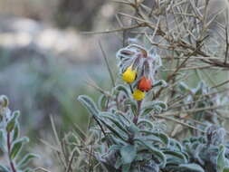 Imagem de Onosma frutescens Lam.