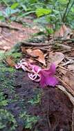 Image of Voyria rosea Aubl.