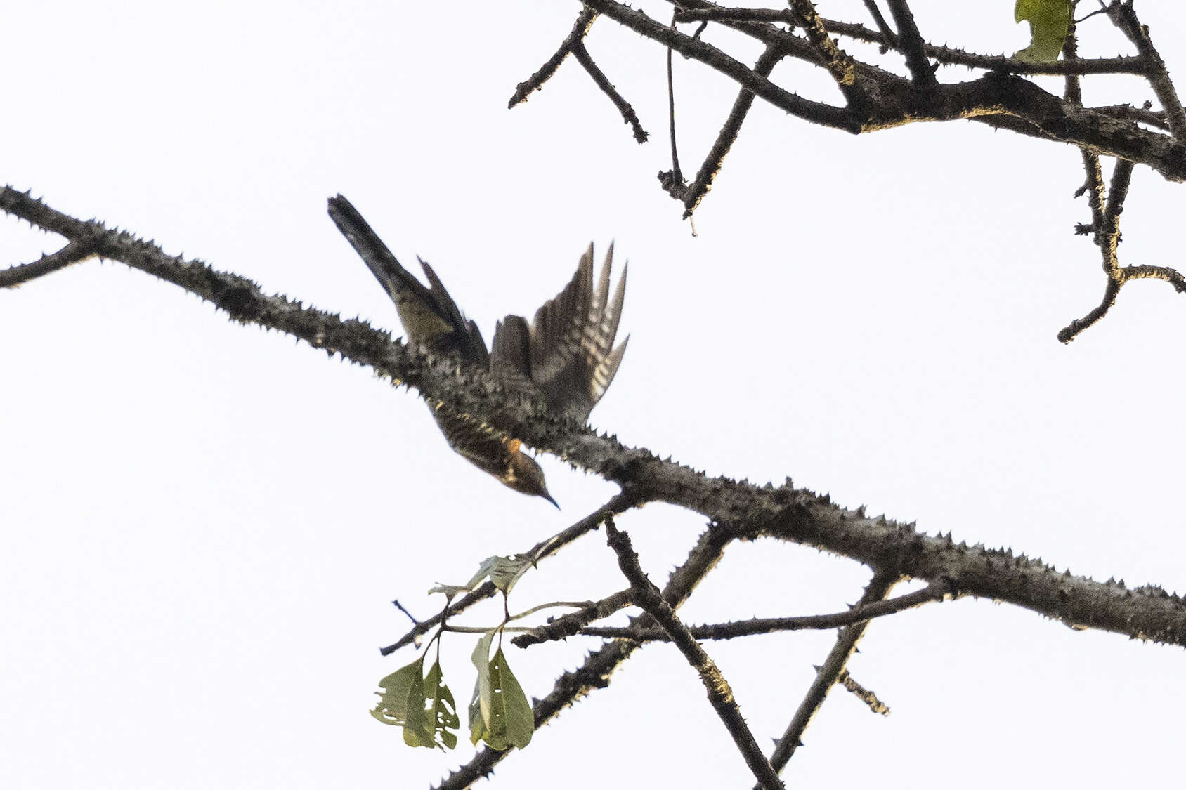 Sivun Cuculus clamosus gabonensis Lafresnaye 1853 kuva