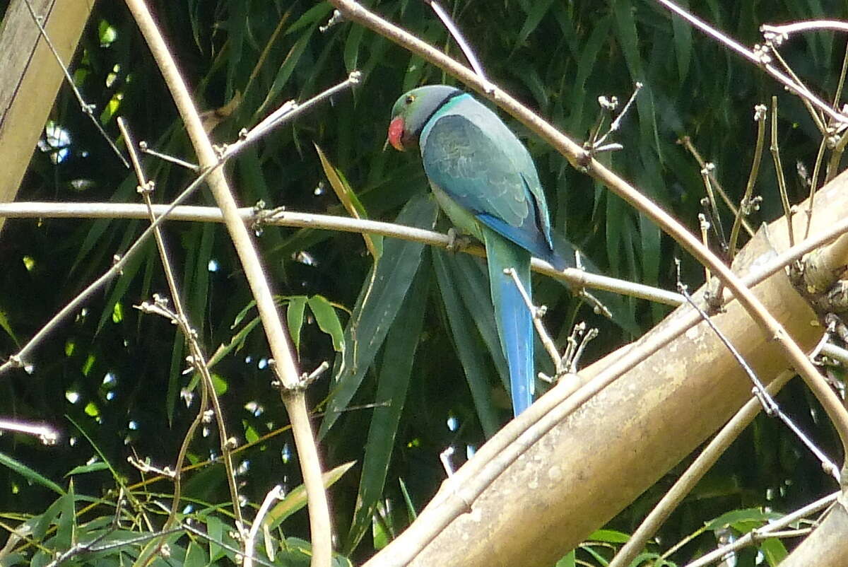 Image of Blue-winged Parakeet