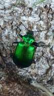 Слика од Calosoma (Calosoma) aurocinctum Chaudoir 1850