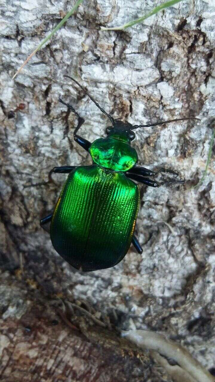 Sivun Calosoma (Calosoma) aurocinctum Chaudoir 1850 kuva