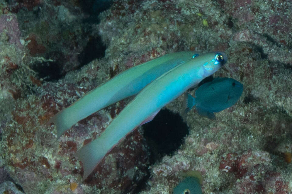 Image of Lyre-tail dart goby