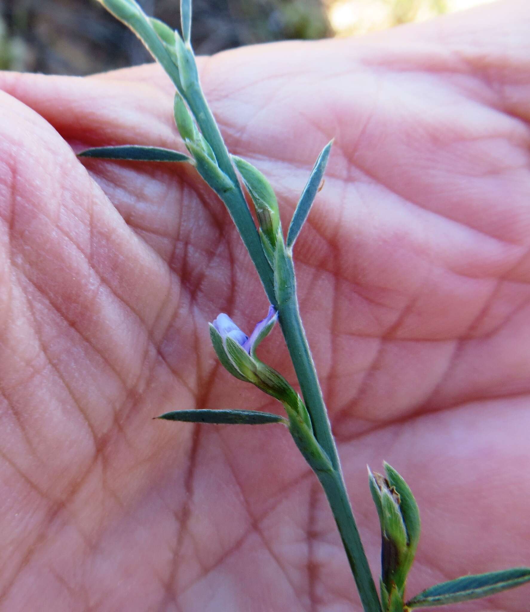 Image of Psoralea alata (Thunb.) T. M. Salter