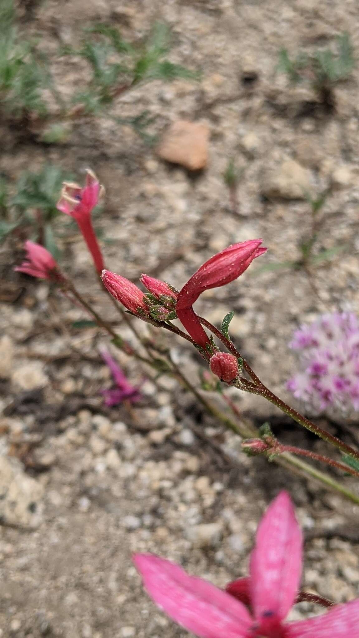 Image of scarlet gilia