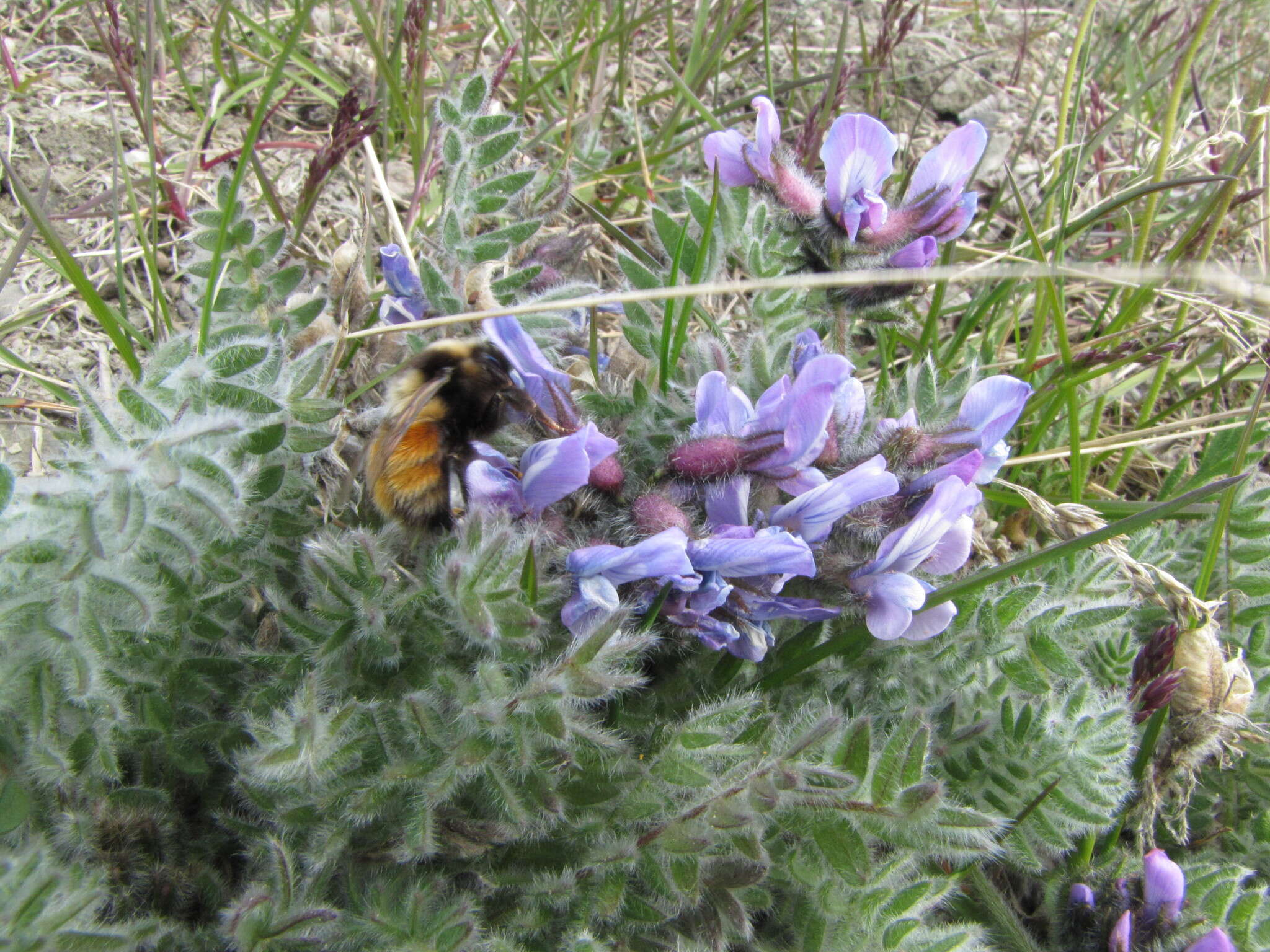 Image de Oxytropis wrangelii Jurtzev