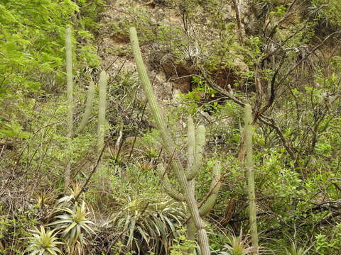 Plancia ëd Cleistocactus parviflorus (K. Schum.) Rol.-Goss.