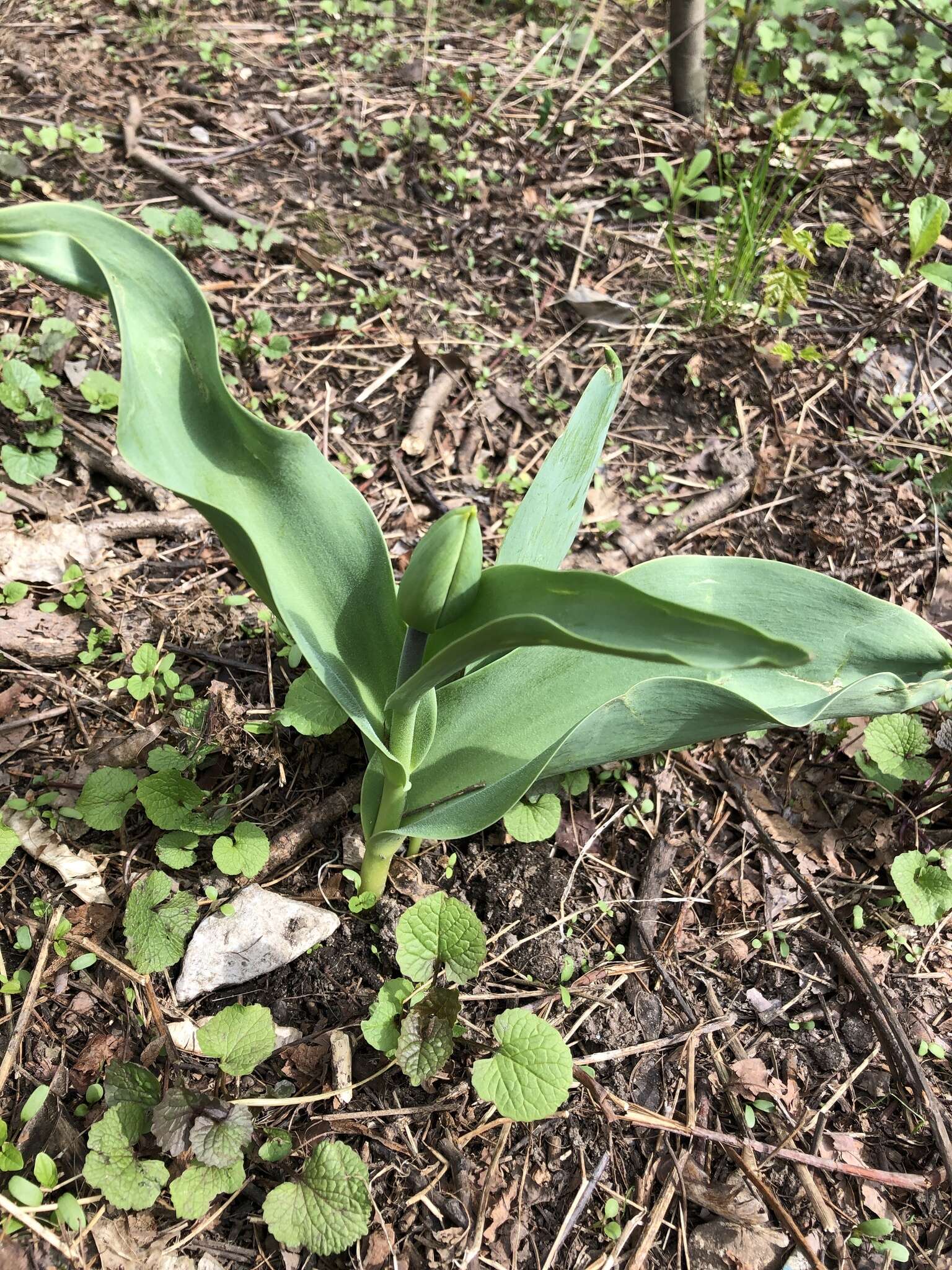 Plancia ëd Tulipa gesneriana L.