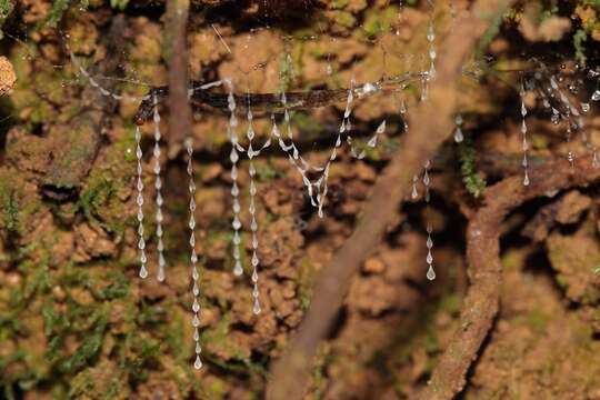 Image of Otway Glowworm