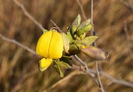 Image of Rhynchosia nitens Harv.