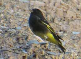 Image of Black Siskin