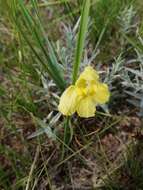 Plancia ëd Cymbaria daurica L.